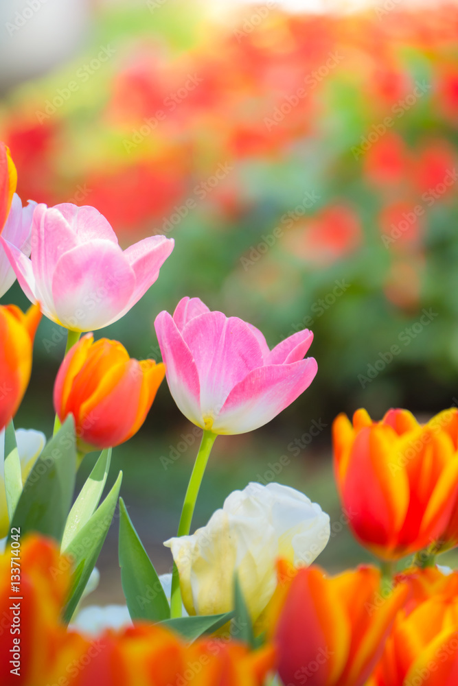 Tulip. Beautiful bouquet of tulips. colorful tulips.