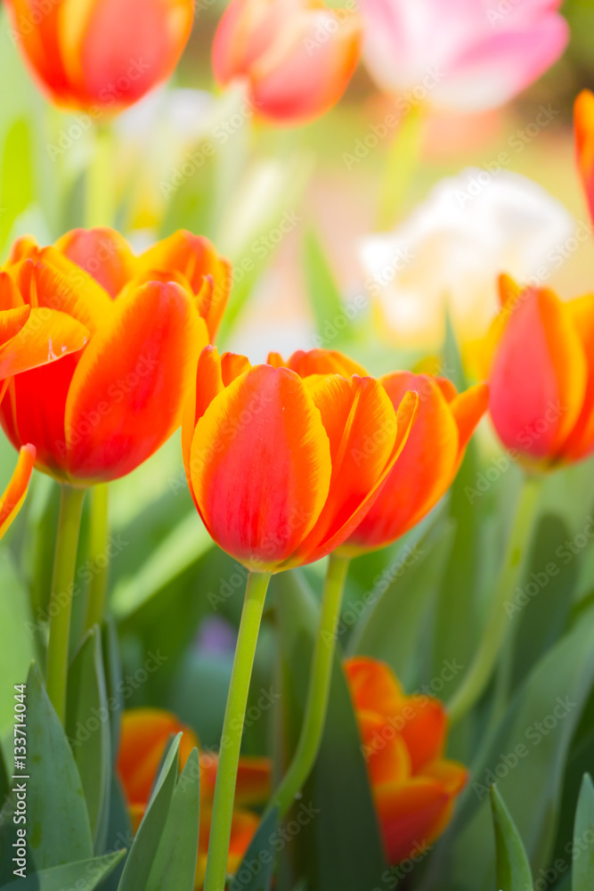 Obraz premium Tulip. Beautiful bouquet of tulips. colorful tulips.