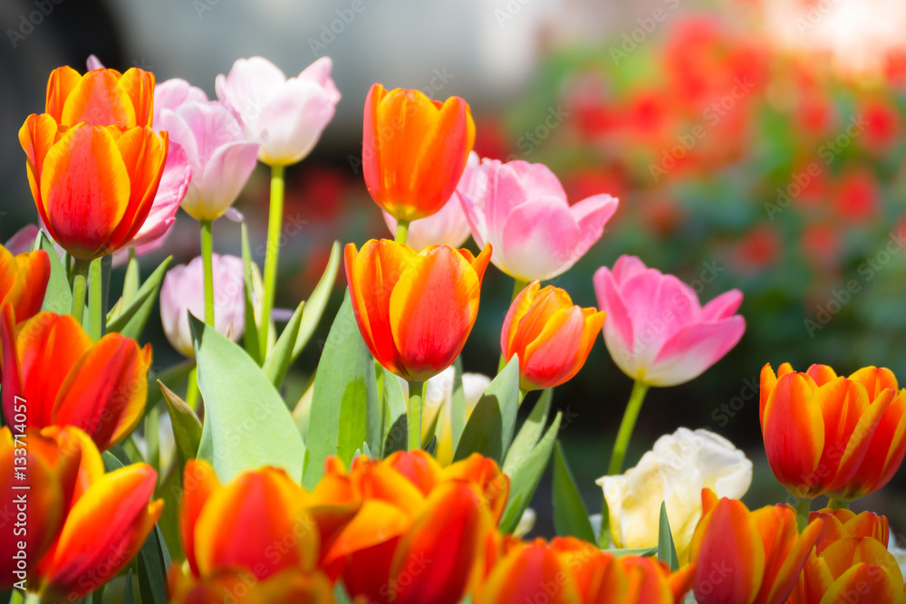 Tulip. Beautiful bouquet of tulips. colorful tulips. Tulip. Beautiful bouquet of tulips. colorful tulips.
