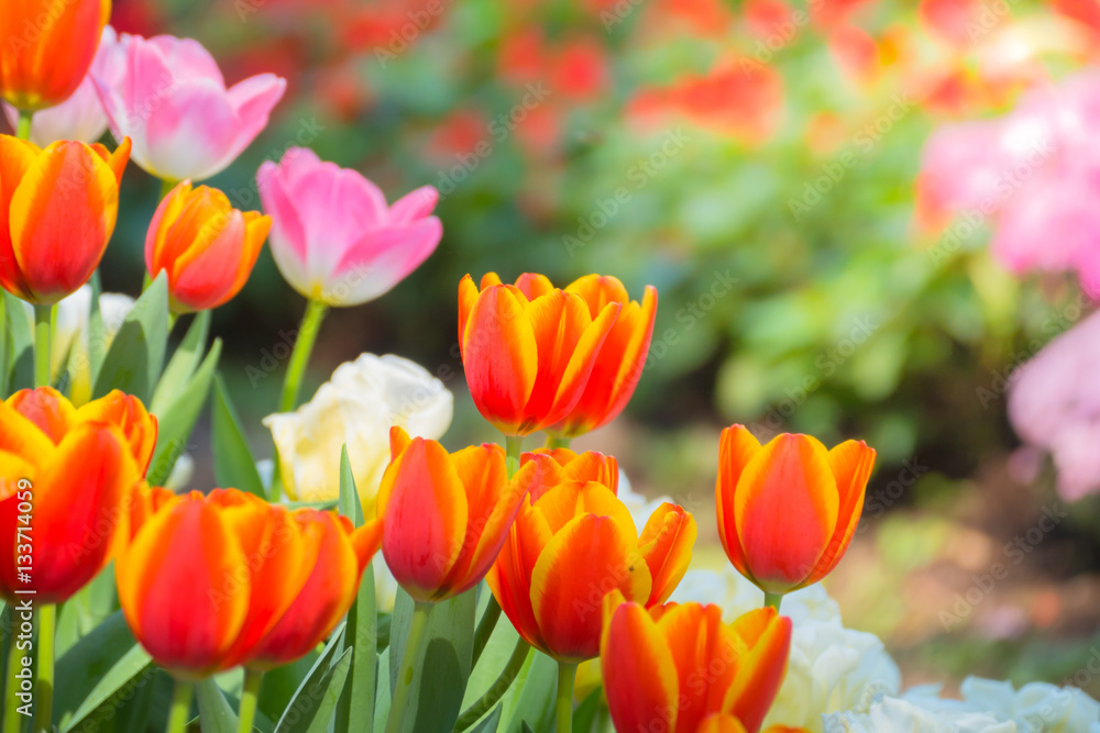 Tulip. Beautiful bouquet of tulips. colorful tulips. Tulip. Beautiful bouquet of tulips. colorful tulips.