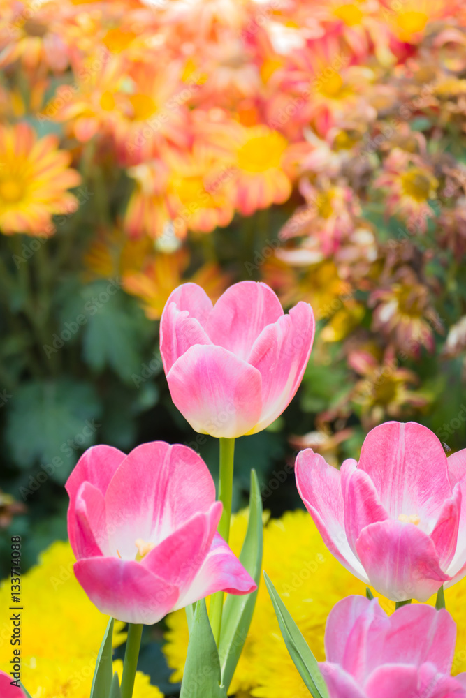 Fototapeta premium Tulip. Beautiful bouquet of tulips. colorful tulips.