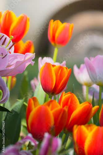 Tulip. Beautiful bouquet of tulips. colorful tulips.