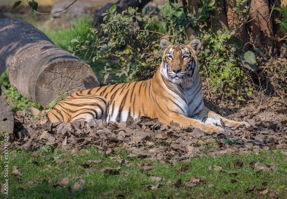 Bengal tiger is definitely one of the most beautiful animals and endangered species in the family of big cats. Photograph taken at a wildlife sanctuary in India. Stock Photo | Adobe Stock Bengal tiger is definitely one of the most beautiful animals and endangered species in the family of big cats. Photograph taken at a wildlife sanctuary in India. Stock Photo | Adobe Stock