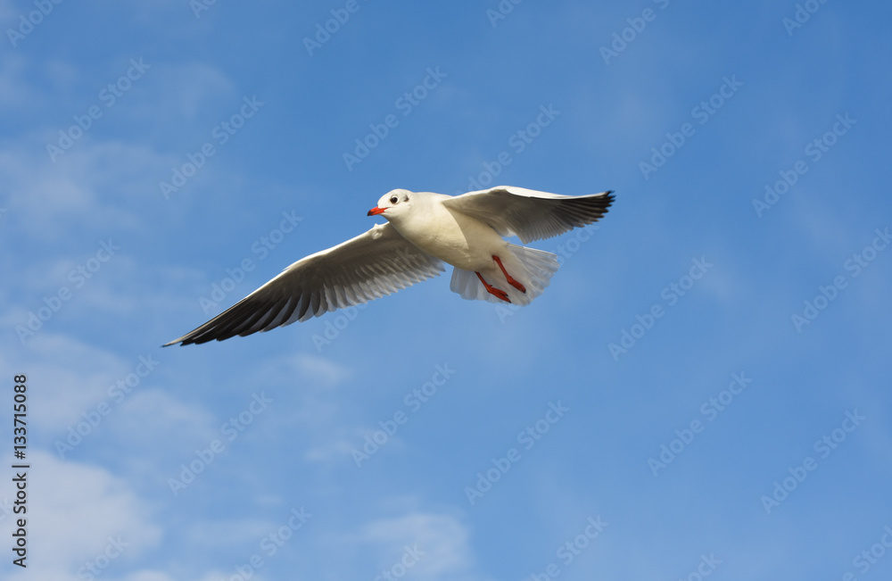 Seagull flying with open wings over blue sky. Seagull flying with open wings over blue sky.