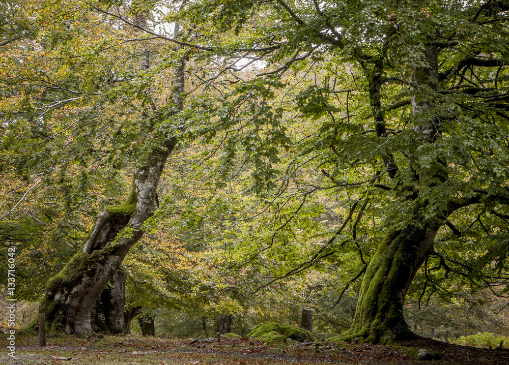 Obraz premium Selva de Irati