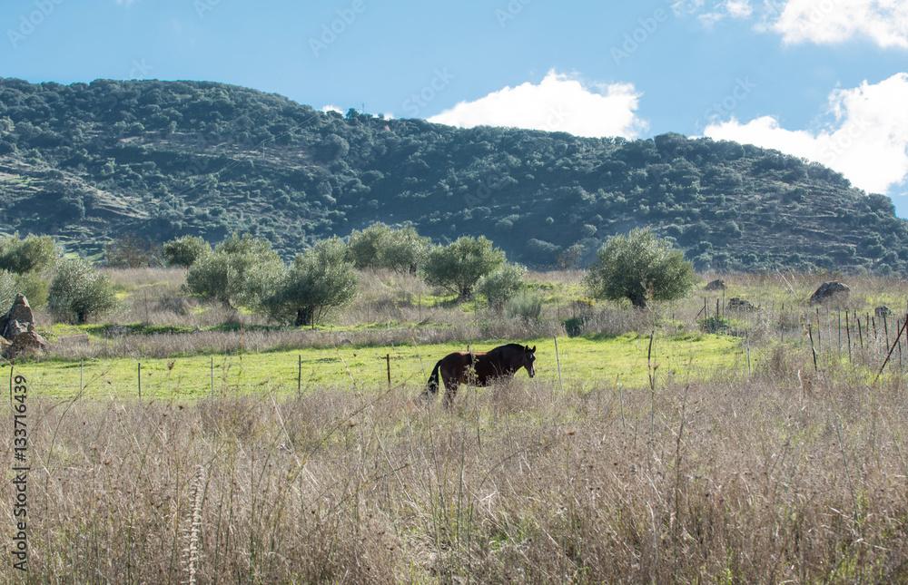 Caballo pastando Caballo pastando
