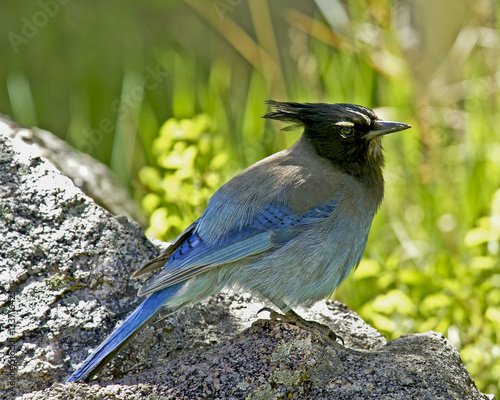 Steller's Jay