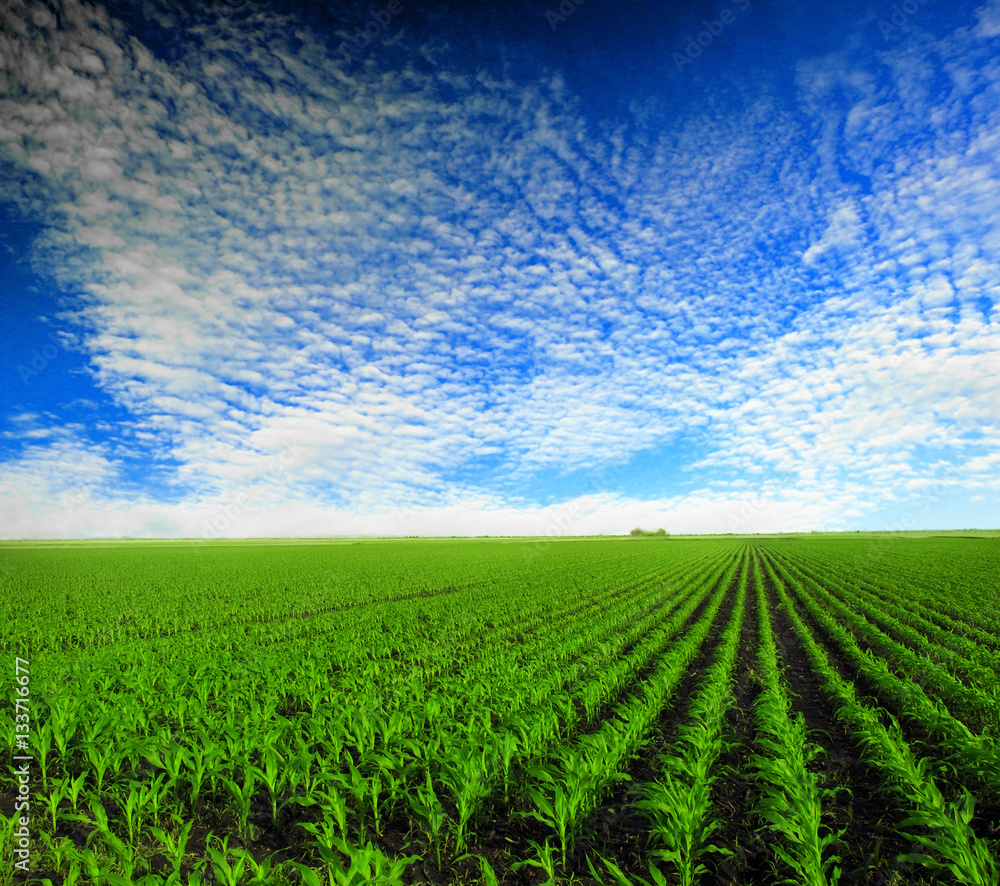 Cornfield with Clouds