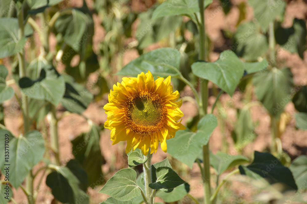 girasol en un campo girasol en un campo
