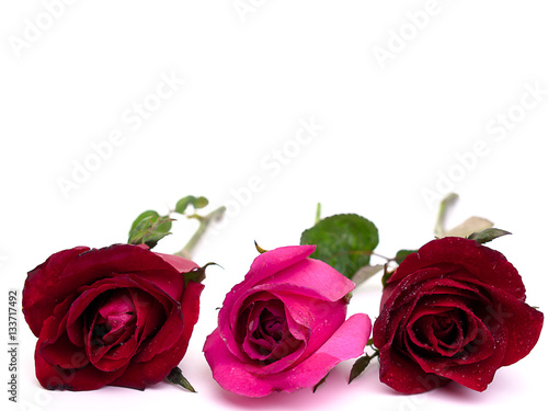 Roses on Valentine s Day   Background.