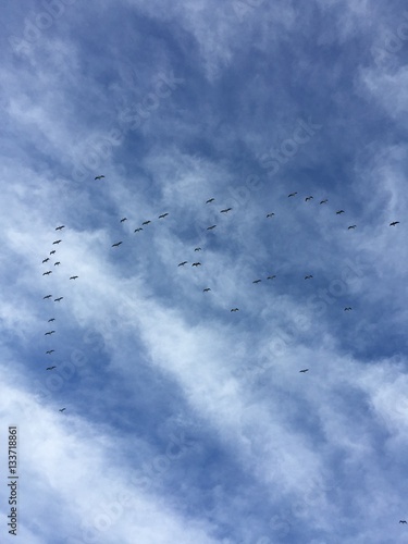 Flock of birds against cloudy skies
