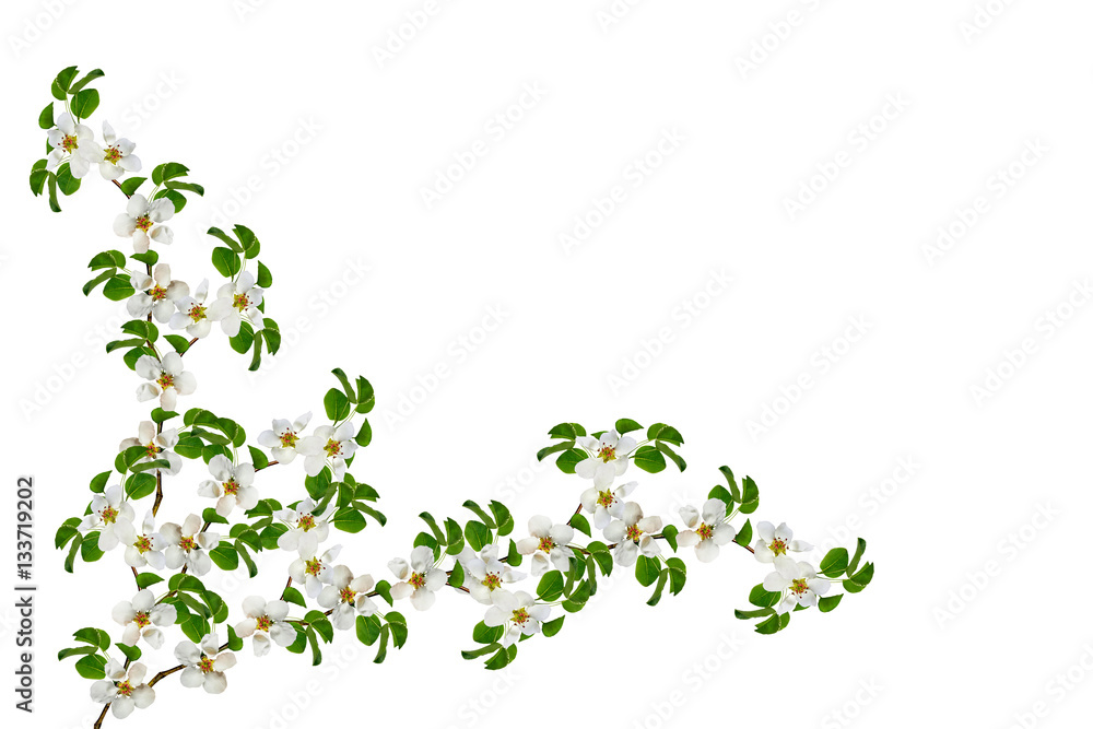 Flowering branch of apple isolated on a white background. Spring Flowering branch of apple isolated on a white background. Spring