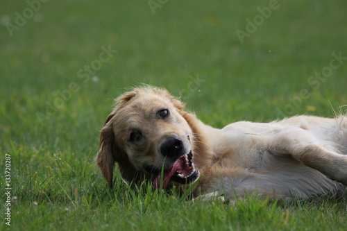 Golden retriever