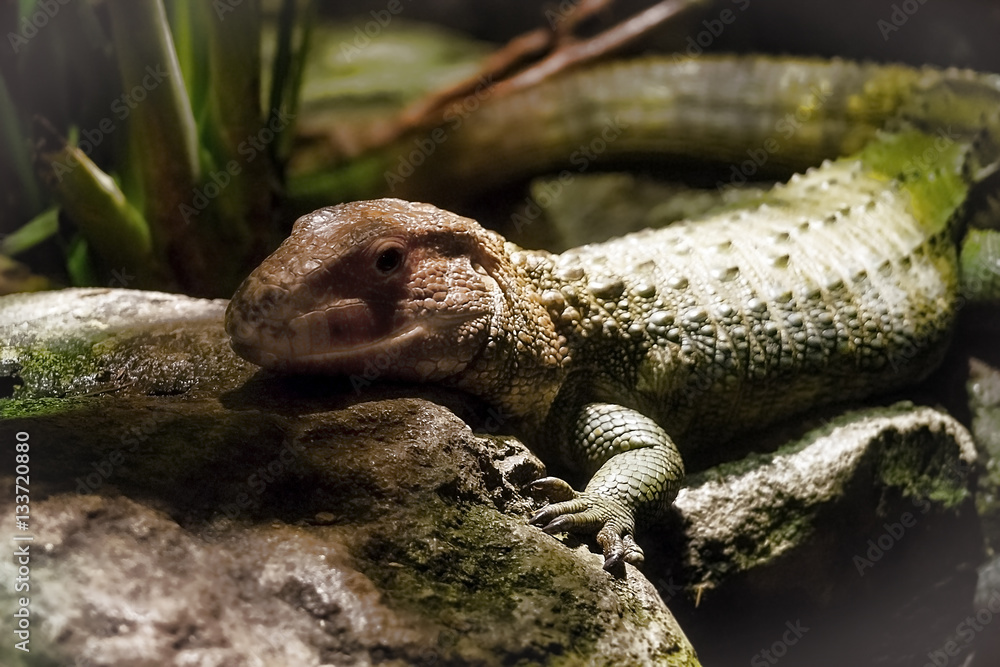 Caiman Lizard crawls on Rocks Caiman Lizard crawls on Rocks