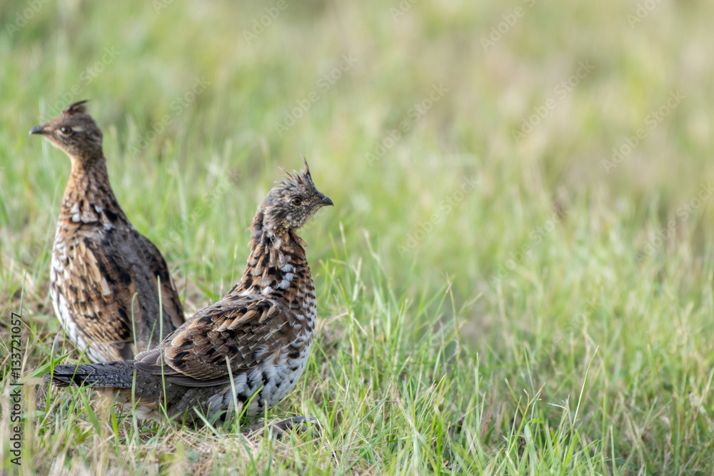Prairie Chicken Prairie Chicken