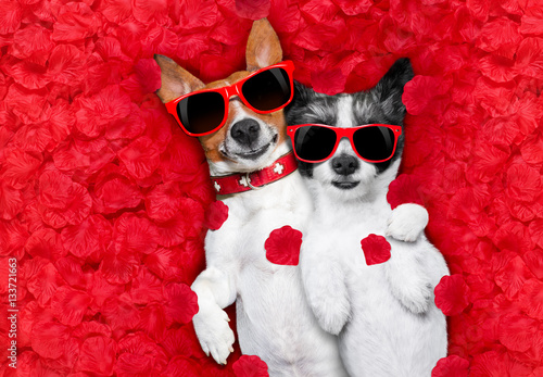 valentines couple of dogs in love © Javier brosch