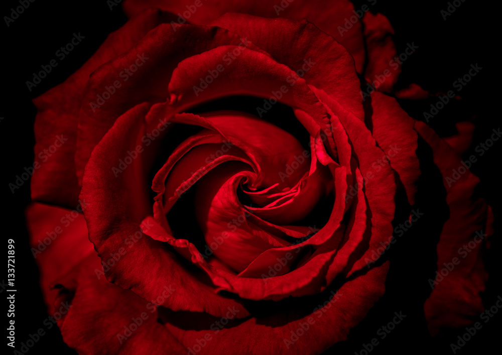 Naklejka premium Abstract Rose with Black background