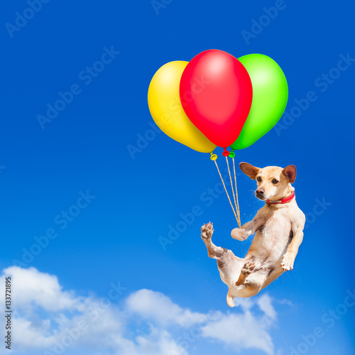 dog hanging on balloon in air