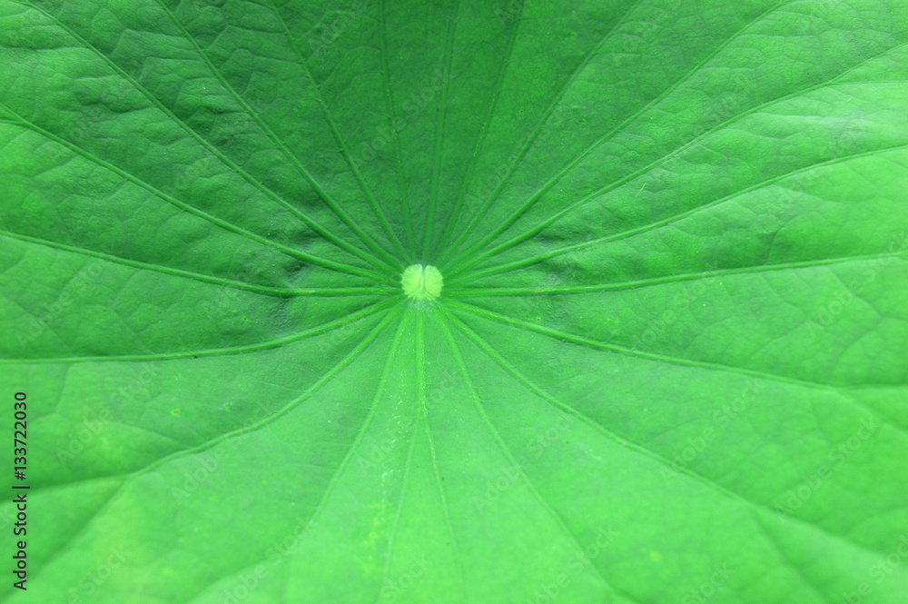 close up on dew on lotus flower leaves close up on dew on lotus flower leaves