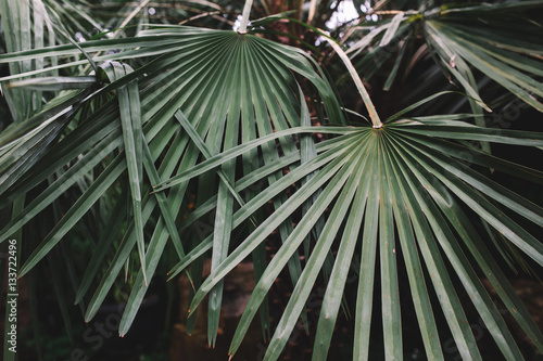 Closeup of two leaves of palms in the asian jungle  Indonesia  Bali