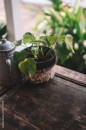 Flower in the pot on the wooden table, Indonesia, Bali