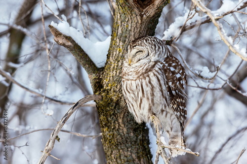 The barred owl is a large typical owl native to North America. Best known as the hoot owl for its distinctive call, it goes by many other names, including eight hooter, rain, wood  and striped owl.  photo