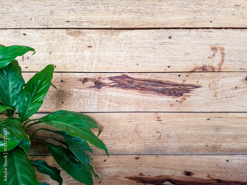 Obraz premium Wood wall and green leaf background