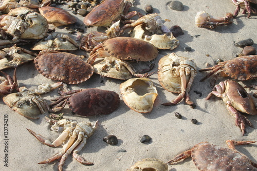 Crabs