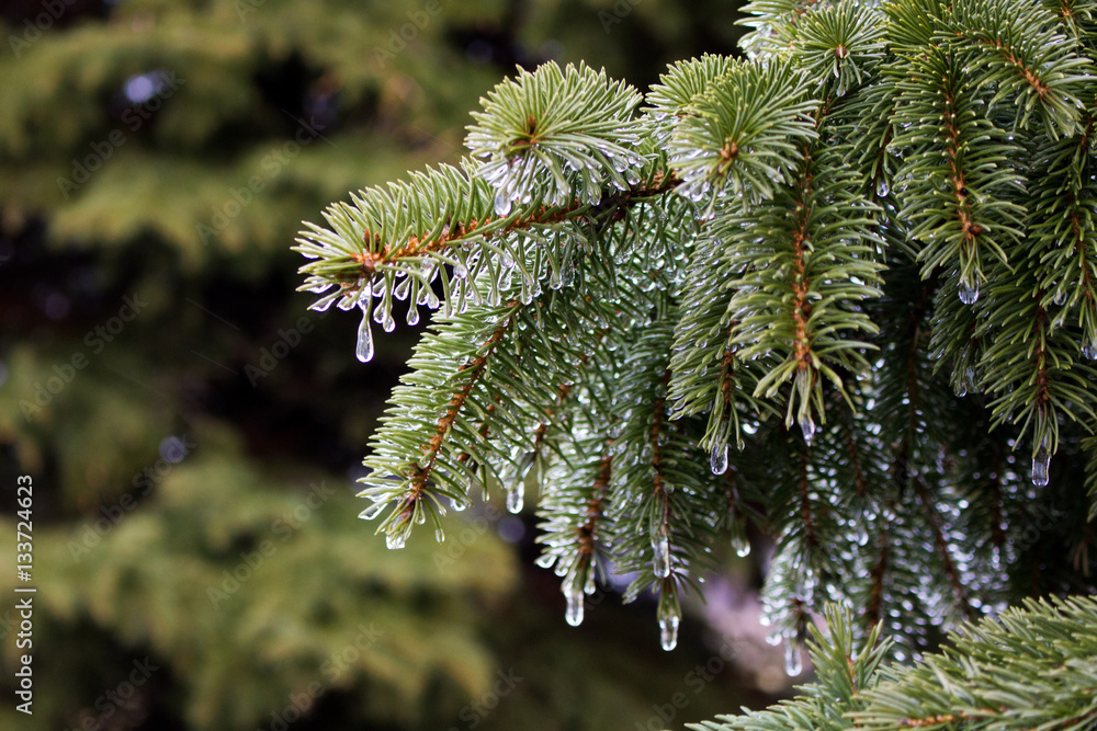 Pine Tree with Frozen Water Droplets