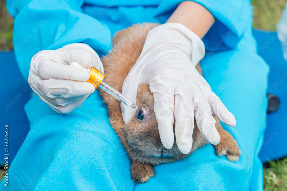 The veterinarian using eye drops for treatment a rabbit The veterinarian using eye drops for treatment a rabbit