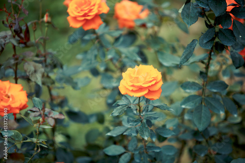 Rose flower in garden © wittybear