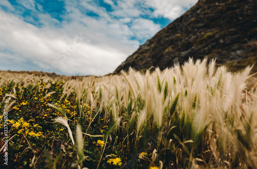 Ornamental grass in the autumn photo