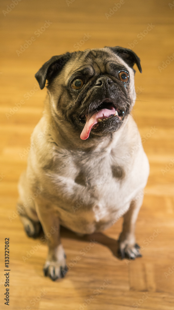 Pug With Tongue Sticking Out Slight Side View