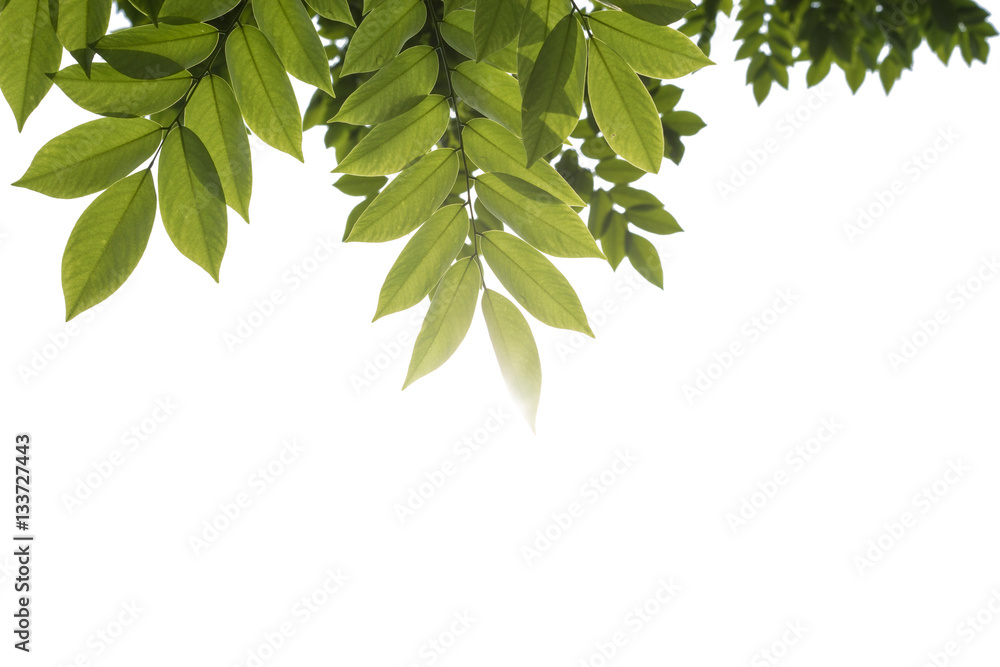 Green leaves against white background Green leaves against white background