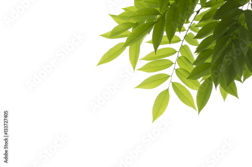 Green leaves against white background