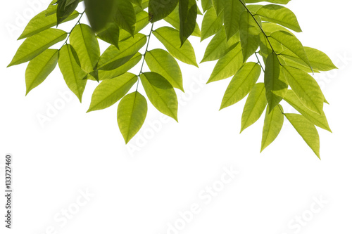 Fototapeta Naklejka Na Ścianę i Meble -  Green leaves against white background