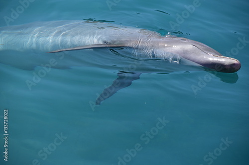 Miami, Florida - USA - January 08, 2016: Flipper "Dolphin Love" © Ganeshkumar