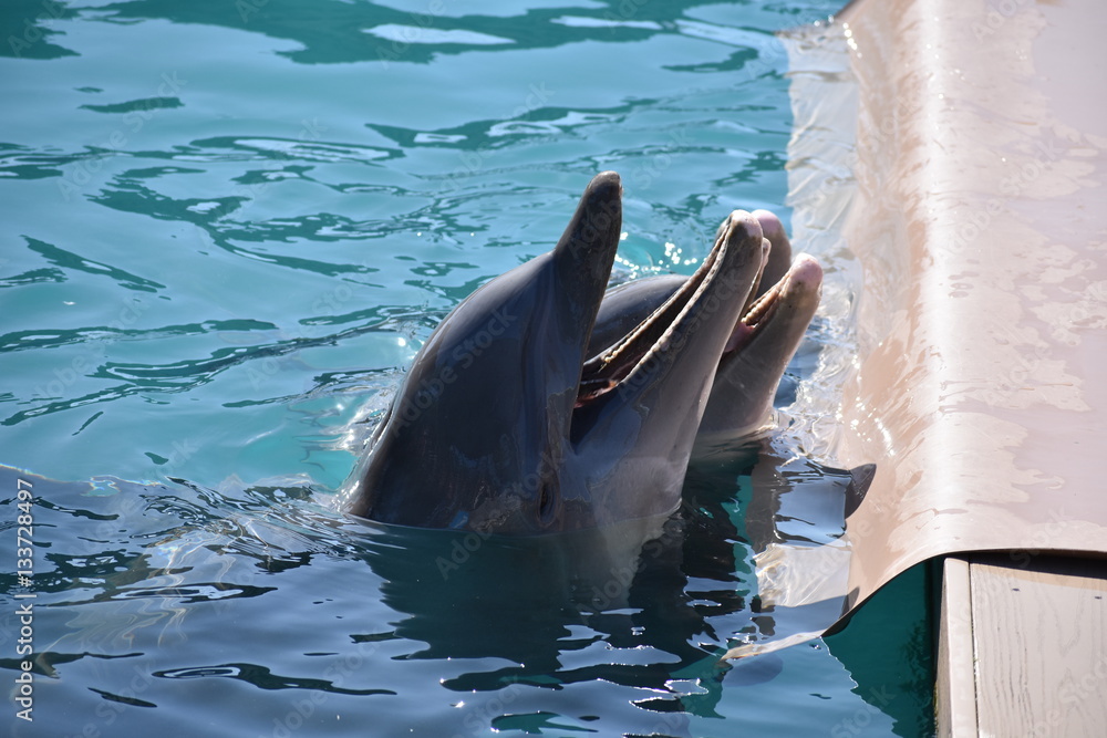 Miami, Florida - USA - January 08, 2016: Miami Seaquarium Dolphi