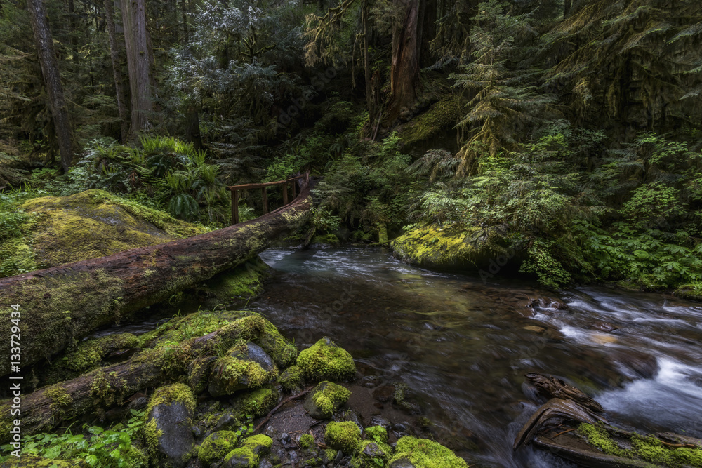 Log crossing on the Little River, Olympic National Park Log crossing on the Little River, Olympic National Park