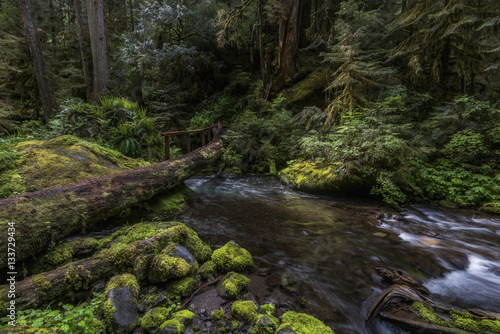 Log crossing on the Little River, Olympic National Park