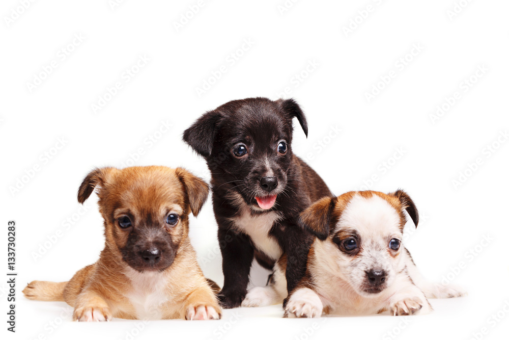 Three cute puppy. Pets need our support and care. The owner search.