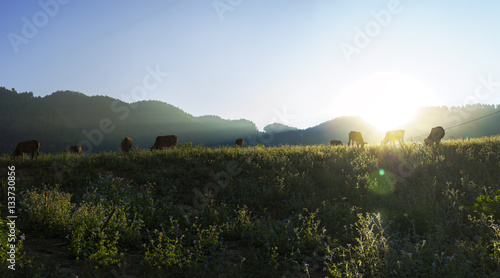Photography Sunset scene with cows eating grass on meadow