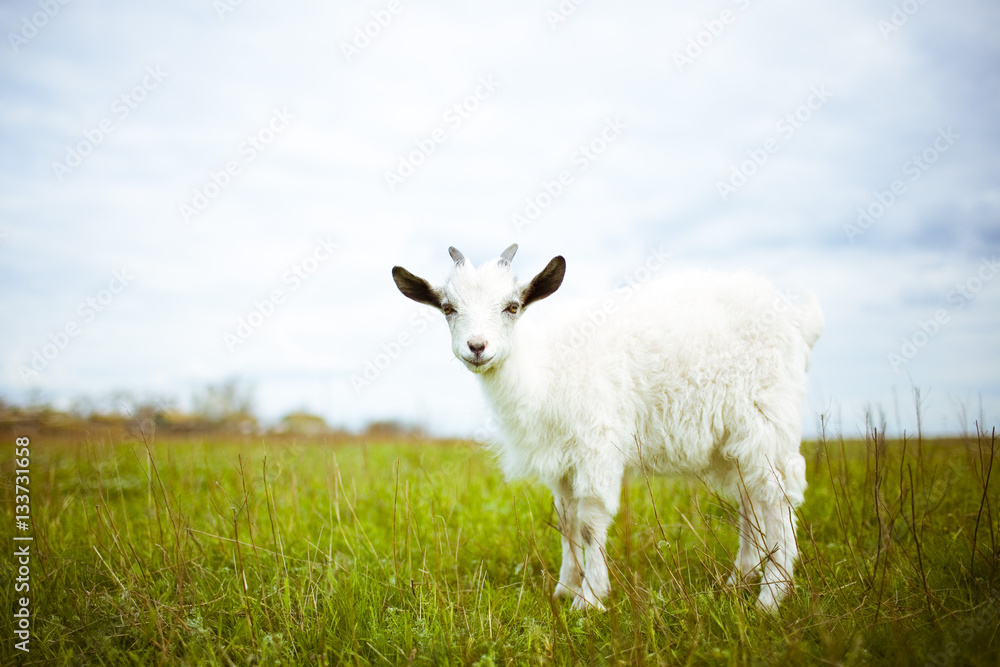 Fototapeta premium young goat grazes in a meadow.