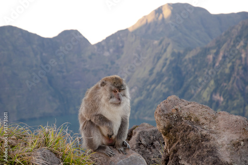 Macaque - Rinjani Caldera - Indonesia © Adwo