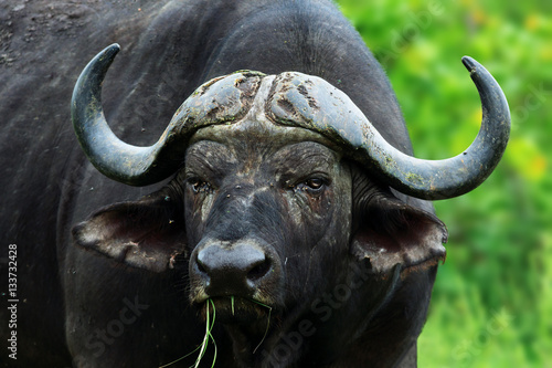 Buffalo bull close-up staring into the camera. Kruger national park. Syncerus caffer