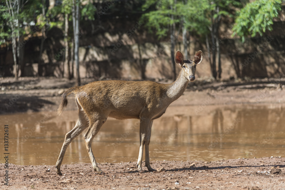 wild deer wild deer