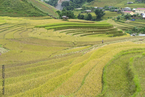 Asian rice field in harvesting season in Mu Cang Chai, Yen Bai, Vietnam. Terraced paddy fields are used widely in rice, wheat and barley farming in east, south, and southeast Asia