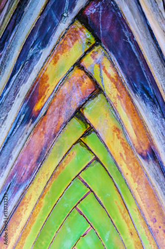 Stems of the stems palm Aligned in rows