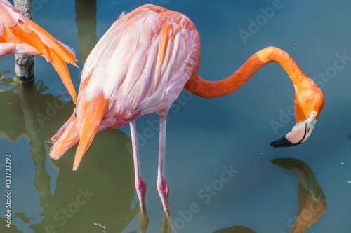 flamingo on water