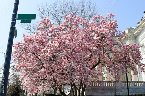 Cherry blossom